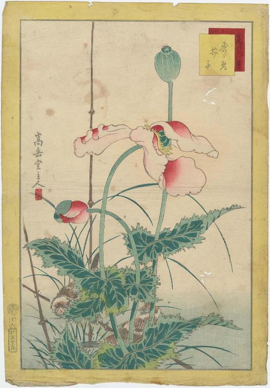 No. 16, Sparrows and Poppies (Suzume, keshi), from the series Forty-eight Hawks Drawn from Life (Ikiutsushi shijûhachi taka)