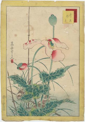 No. 16, Sparrows and Poppies (Suzume, keshi), from the series Forty-eight Hawks Drawn from Life (Ikiutsushi shijûhachi taka)