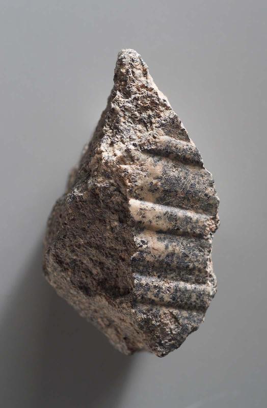 Fragment of cobra hood