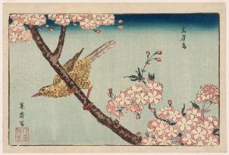 Bunting (Gabichô) and Cherry Blossoms, reprinted from the album Kaihaku raikin zui (A Compendium of Pictures of Birds Imported from Overseas)