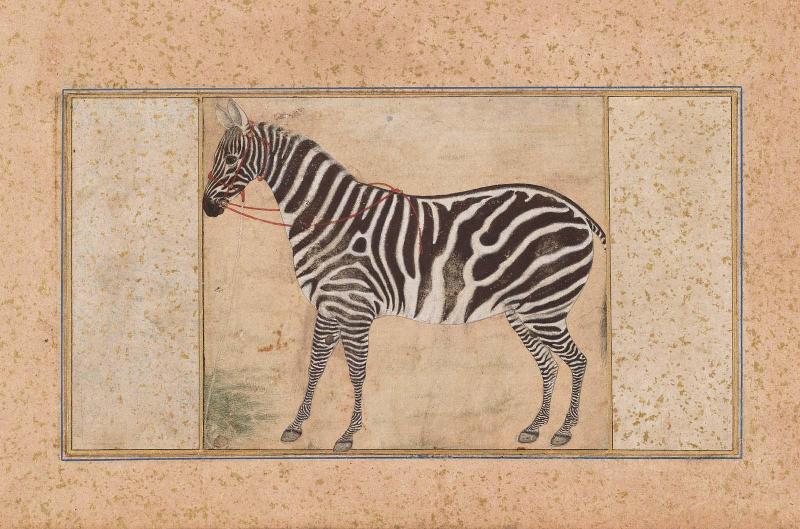 Zebra