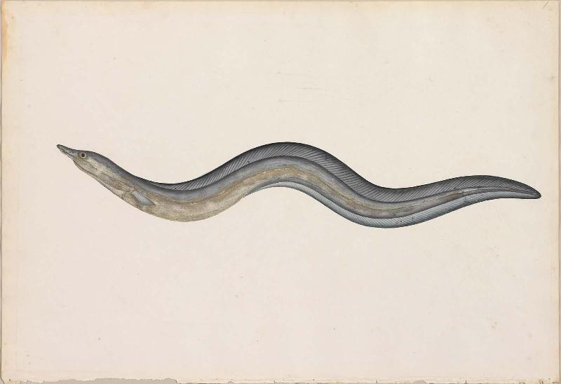 River Eel