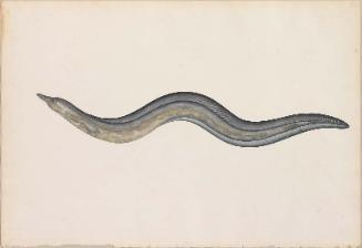 River Eel