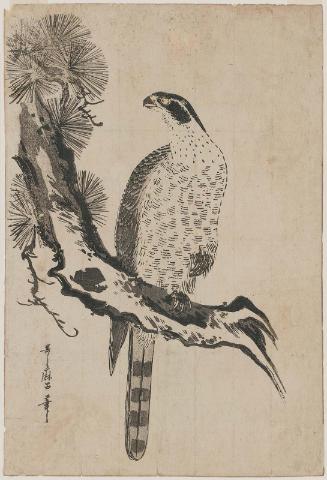 Falcon and Pine Tree