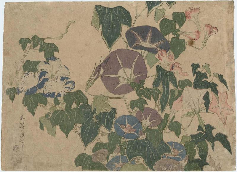 Morning Glories and Tree Frog, from an untitled series known as Large Flowers