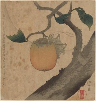 Grasshopper and Persimmon