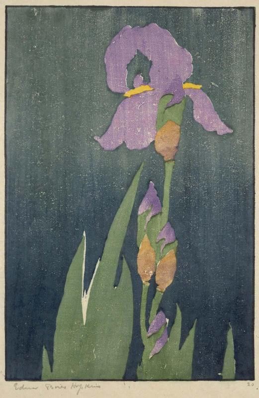 Iris