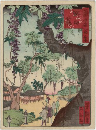 Wisteria in Noda (Noda fuji), from the series One Hundred Views of Osaka (Naniwa hyakkei)
