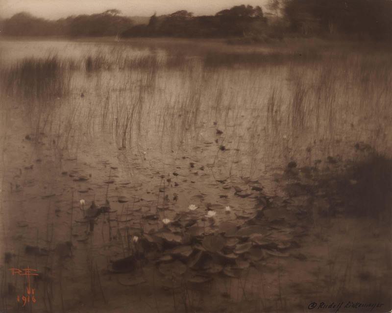 The Lily Pond