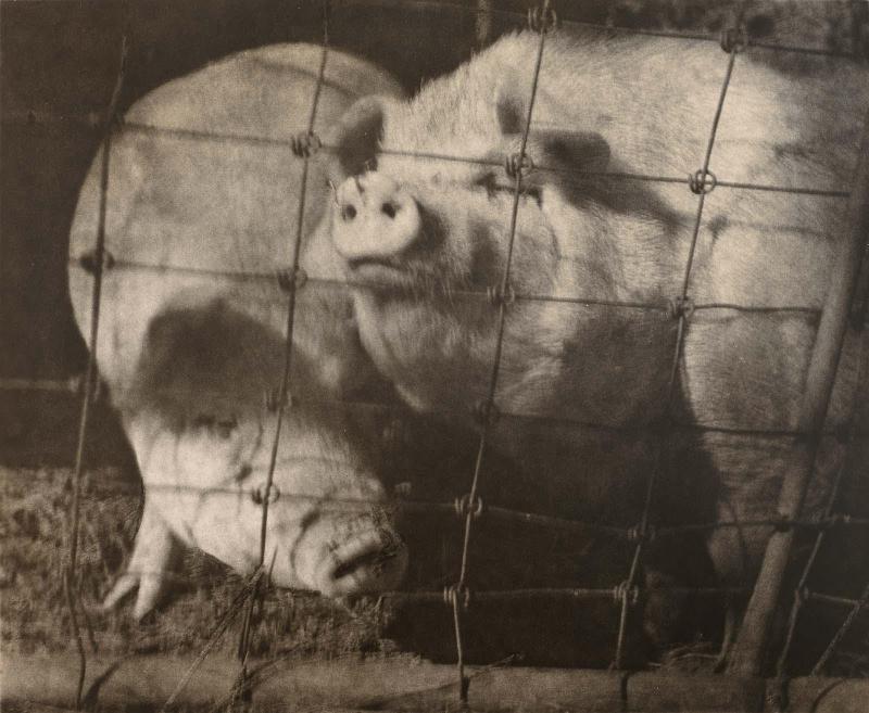 Untitled (Pigs)