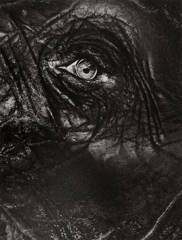 Elephant–Eye