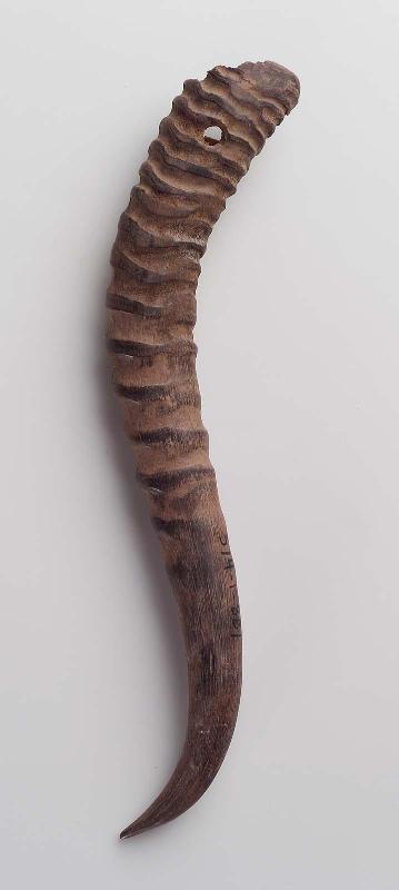 Gazelle horn