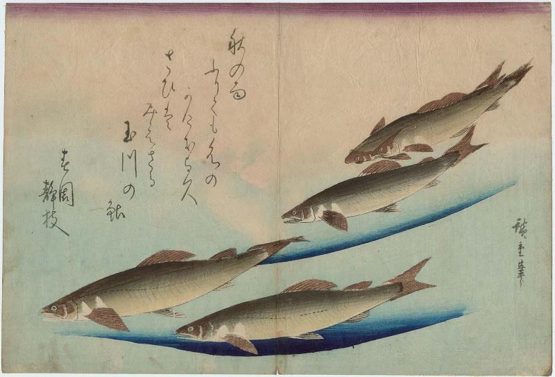 Trout, from an untitled series known as Large Fish