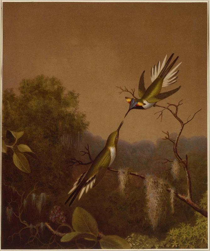 Brazilian Hummingbirds IV (Heliactin Cornuta)