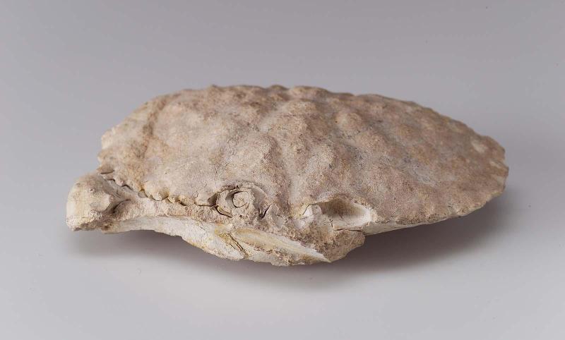 Fossil crab