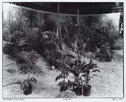 Marinduque Island jungle,  - Stage #36  May 5, 1977.