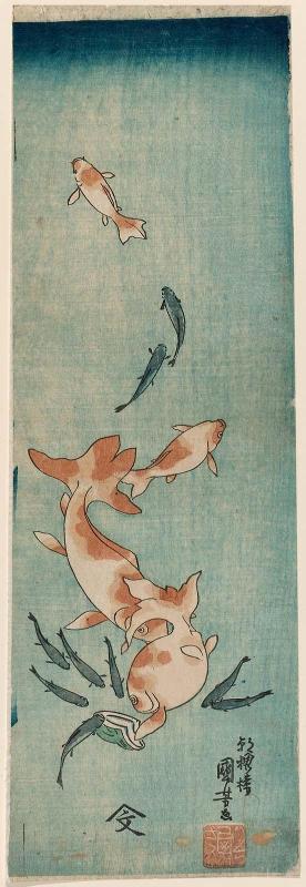 Goldfish and Killifish