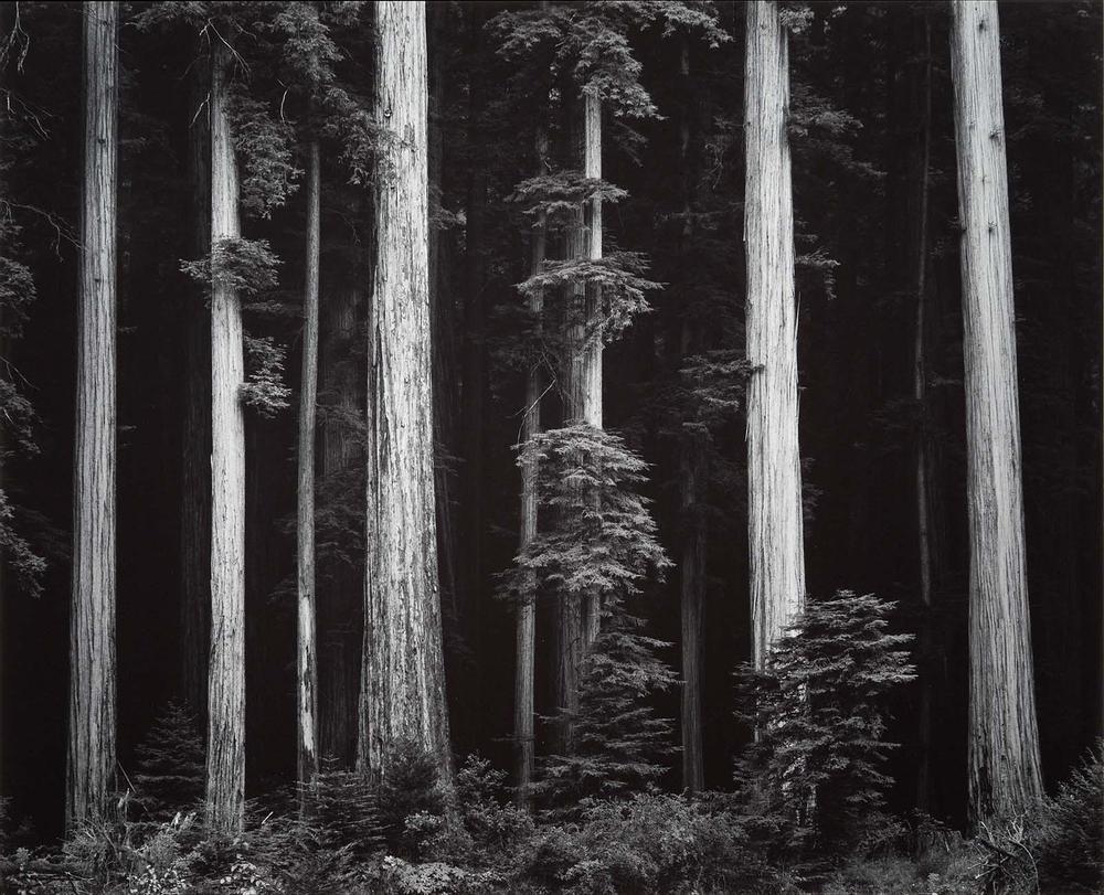 Redwoods, Bull Creek Flat, Northern California