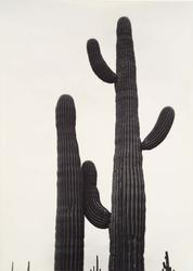 Saguaros 3