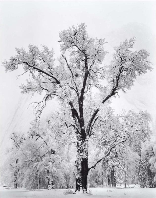 Oaktree, Snowstorm, Yosemite National Park, CA