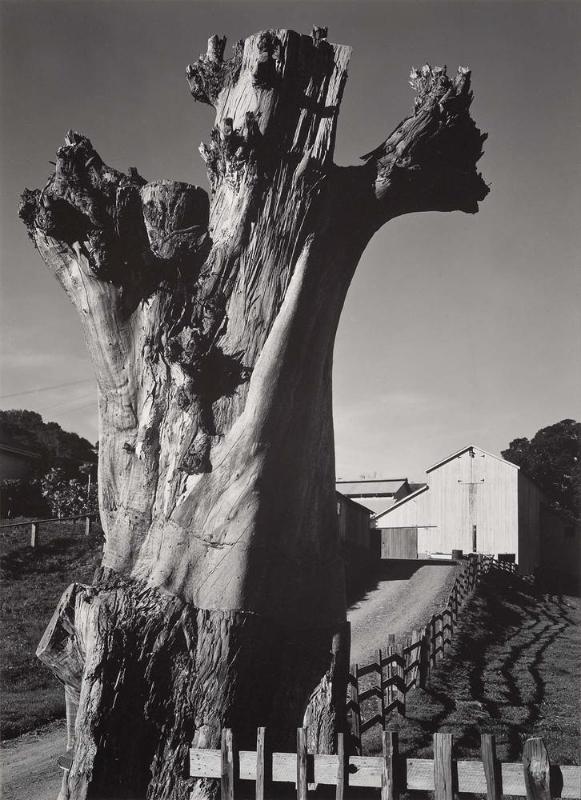 Near Bolinas, California