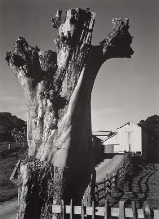 Near Bolinas, California