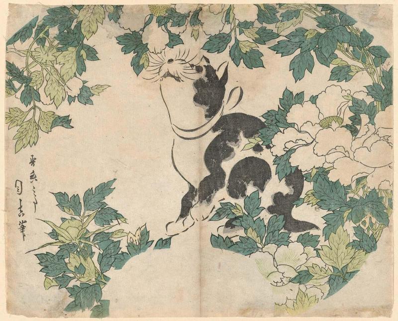 Cat and Peonies