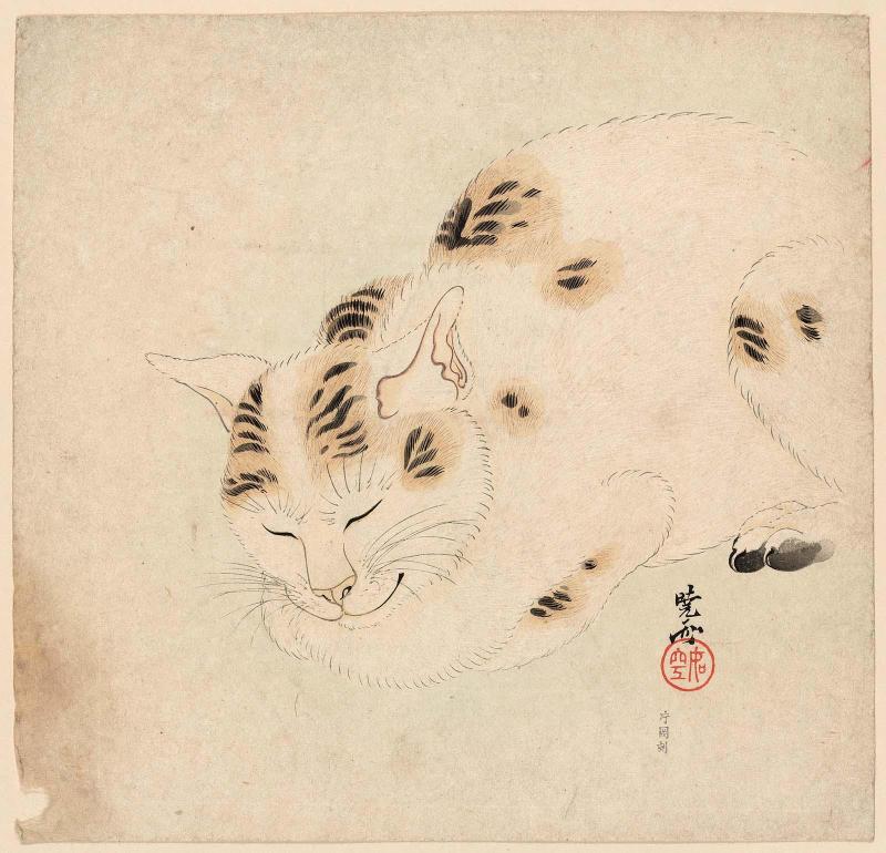 Sleeping Cat