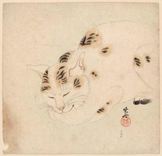 Sleeping Cat