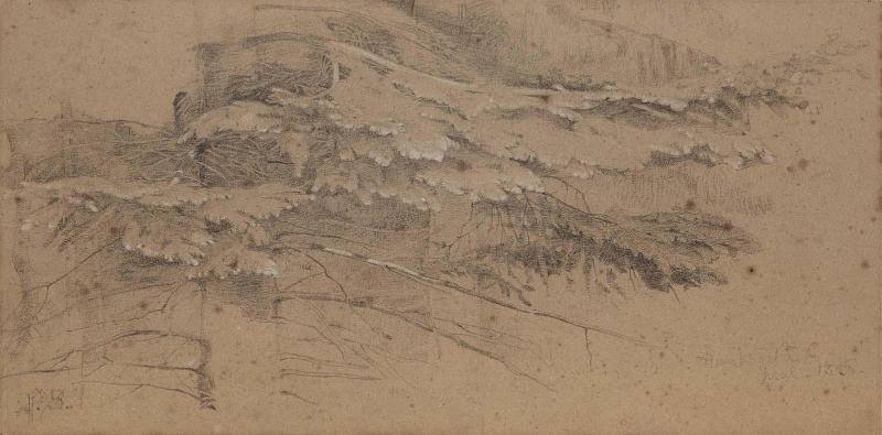 Study of Evergreen Boughs with Snow
