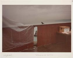 San Francisco, about 1978 (Bird and Fence)