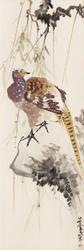 Pheasant