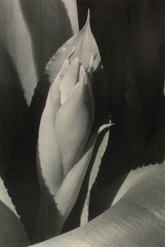 Exploding Bud (Billbergia)
