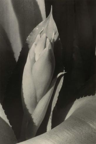 Exploding Bud (Billbergia)