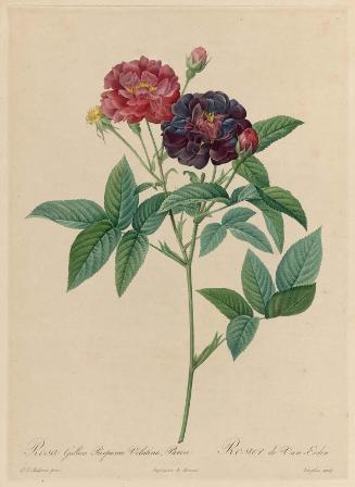 Rosa Gallica Purpurea Velutina, Parva (From Redouté, "Les Roses", Paris, 1817–1824)