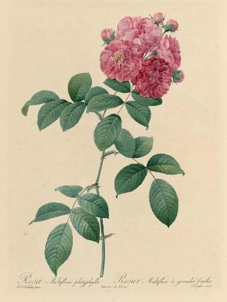 Rosa multiflora platyphylla (From Redouté, " Les Roses", Paris, 1817–1824)