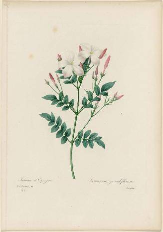 Jasmin d'Espagne (Jasmin grandflorum) (Pl. 68 from Redouté, "Choix des Plus Belles Fleurs...", Paris, Panckoucke, et al...1827)