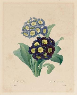 Oreilles d'Ours-Primula auricula ( from Redouté, "Choix des Plus Belles Fleurs...", Paris, Panckoucke, et al...1827)