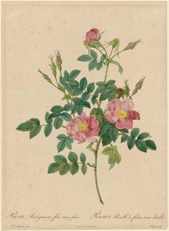 Rosa Rubiginosa flore semi-pleno (From Redouté, " Les Roses", Paris, 1871–1824)