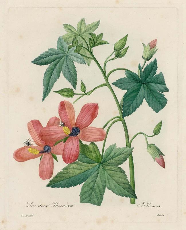 Lavatera Phoenicea/ Hibiscus  from Redouté, Choix des...Fleurs