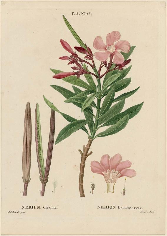 Nerium Oleander/ Nerion Laurier-rose (Common oleander: Rose Bay) (From Vol. V, 1812 of Redouté, "Traité des Arbes et Arbustes"; 2nd edition of H. L. Duhamel du Monceau.., Paris, 1801–1819)
