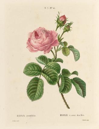 Rosa centifolia (T. 7, No. 12 from  Redouté, "Traité des Arbes et Arbustes"; 2nd edition of H. L. Duhamel du Monceau.., Paris, 1801–1819)
