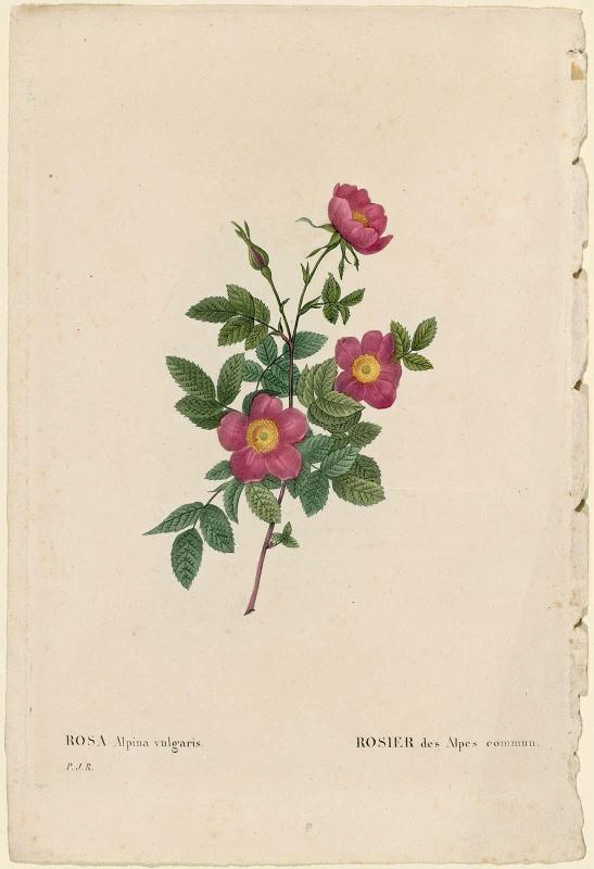 Rosa Alpina vulgaris (From Redouté, " Les Roses", Paris, 1835)
