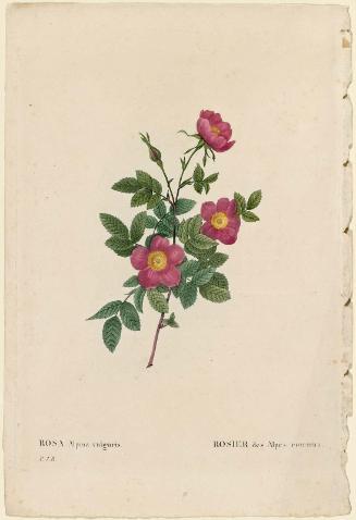 Rosa Alpina vulgaris (From Redouté, " Les Roses", Paris, 1835)