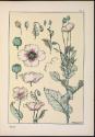 Plate 4