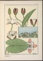 Plate 7