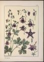 Plate 10