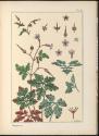 Plate 19