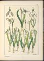 Plate 31