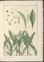 Plate 37